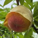 박서방과일이요