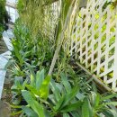 이원농장 | 난꽃보러가요 김포 이원난농원 '오키디아 카페'