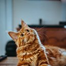 유케어종합동물병원 이미지