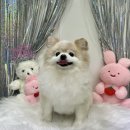 우프루프 이미지