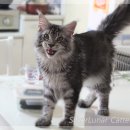 러블리메인쿤 이미지