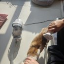 화인크리닝 | 강아지 털빠짐 해결 방법, 디클펫 사용 후기