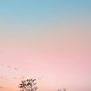 토토멍 애견풀빌라 이미지