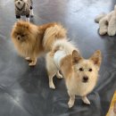 워너비독 이미지