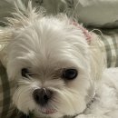 루원 센트럴 동물의료센터 | 말티즈 귀 고질병 진료받으러 루원 센트럴 동물의료센터 후기