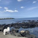 공항카정비 | 제주도 산책하기 좋은 스팟 추천+제주공항렌트카 후기