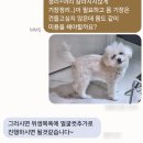 욜랑욜랑 이미지