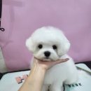 뽀짝뽀짝 애견 미용실 이미지