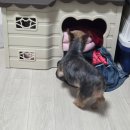 퍼피데일리 | 펫퍼스 강아지샴푸 후기 : 천연계면활성제로 순하고 세정력 좋은 퍼피샴푸 추천