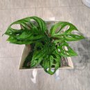 주주꽃