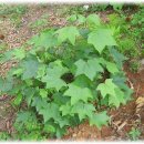 참수농장 이미지