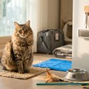 봉 그루밍 | 🐱 다이소 고양이 용품3개월 써보고 쓰는 진짜 솔직 후기10종 직접 구매 · 강력 추천 3종 · 비추천 2종...