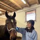 Be 동물병원 | 말병원 실습 후기 : 말 임상 진찰과 병원 수칙