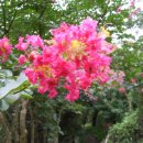 크린데이 이미지