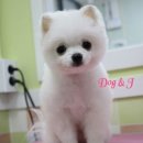 도그앤 제이 이미지