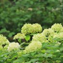 여우쉼터 이미지