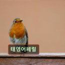 영어학원 어학원 추천 및 정보 태영어페럴 서울 중구 영어학원 태영어페럴, 신뢰도 높은 학원으로 추천