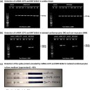 1273 | ** RNA 기반 SARS-CoV-2 백신의 심장 부작용: mRNA-1273 및 BNT162b2 백신의 심실 근세포 기능 및 구조...