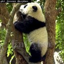 팬더 이미지