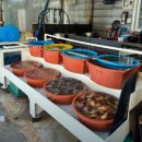 해녀횟집 이미지