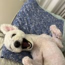 나린그루밍 이미지