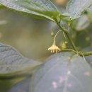 알꽈리Tubocapsicum anomalum (Franch. &amp; Sav.)Makino 이미지