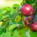 우경농장 이미지