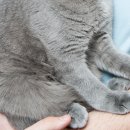 고양이 놀이터 이미지