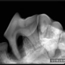 행담 동물병원 이미지