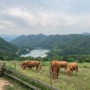 유영목장 이미지