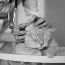 희성동물병원 이미지