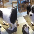 멍냥이 스토리 이미지