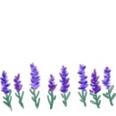 에코포레스트 평창 이미지