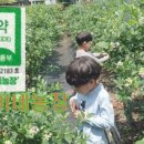 복이네 농장 네이버블로그