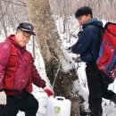 건강에 좋은 ‘고로쇠물’ 본격 채취 이미지