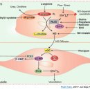 Raynaud’s syndrome을 동반한 CRPS 30세 남자 환자와 Buerger’s disease 38세 남자 환자 아르기닌 주사 치료 증례 이미지