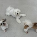 희봉선생 이미지