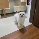 까비네펫살롱 이미지