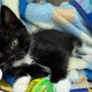 봄날동물병원 이미지