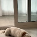 한스펫살롱 이미지