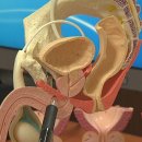 프로 카젠 이미지