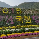 10/29(토) 양산국화축제 초대/우상 이미지