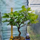 팽나무 농장 이미지