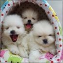강아지마을 이미지