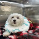 하트동물의료센터 이미지