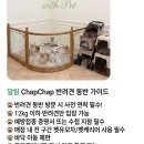 (주)라이코스펫 | 행궁동 맛집 'ChapChap' | 우삼겹 필라프 점심 후기 (수원 양식·북수동맛집)