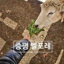 형제목장 | 증평 벨포레 목장 + 미디어아트 체험 후기