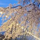 경기도 수원시 장안구 팔달로279번길 | 수원데이트 행궁동맛집 + 벚꽃명소 총정리｜수원 행궁동 주차 꿀팁까지