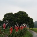 이기원 정려 이미지