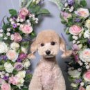 지혜롭개 이미지